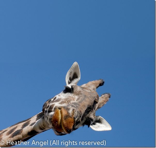 Rothschild giraffe head, composition, Breaking the rules, photography, Bulls eye, Horizon, 