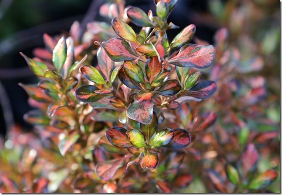 Coprosma 'Tequila Sunrise'