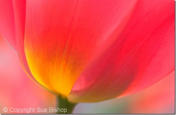 Flower, Flower Photography, Macro, Garden, Sunrise, sunset, angle, silhouette, frame, filling, portrait, McClamp, 