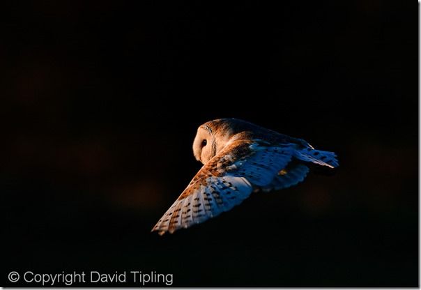 Barn Owl tyto alba hunting North Norfolk January, Shutter Speed, fast Shutter speed, freezing action, Hand held, Camera Shake, Panning, 