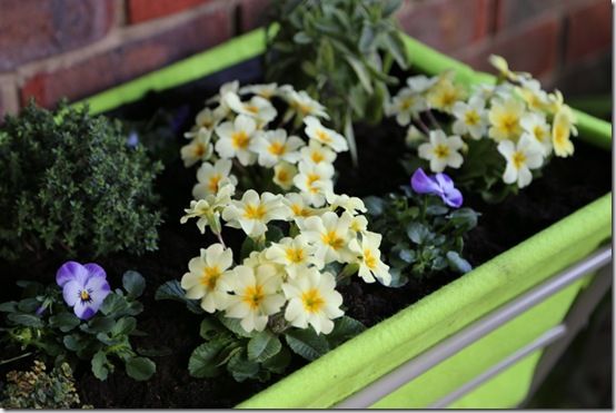 primroses, violas and herbs