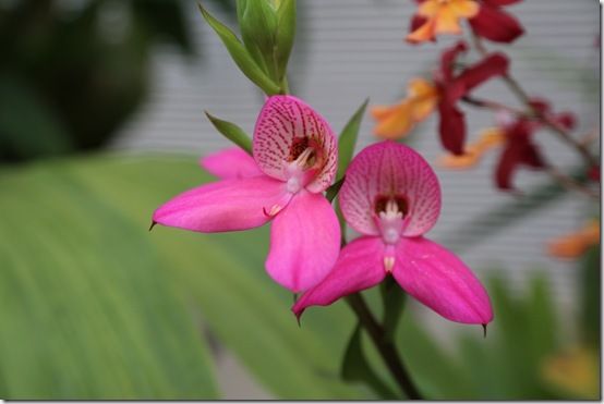 Disa orchid