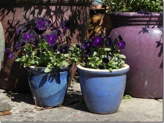 11Tiny pots with violas