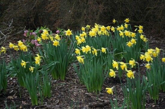 Narcissus Rijnveld's Early 