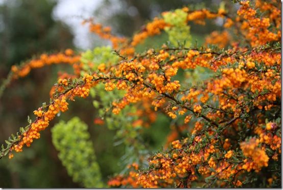 Berberis stenophylla 'Etna'