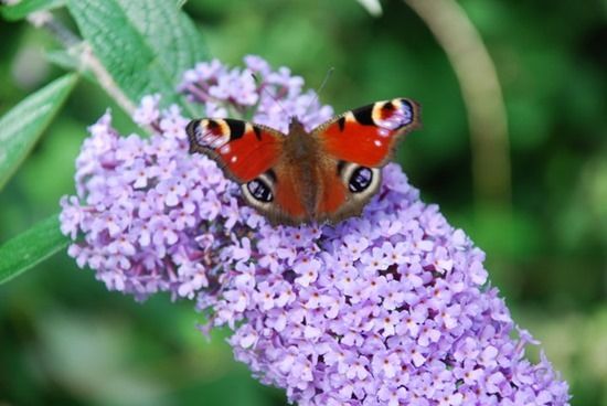 10 Peacock on buddleja