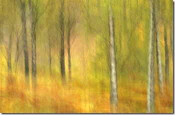 silver birches in autumn - panned