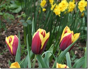 Tulipa 'Gavotta'