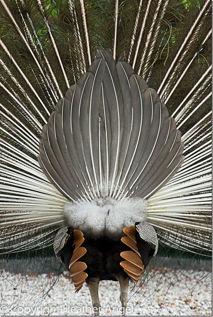 Rear view of erect peacock tail