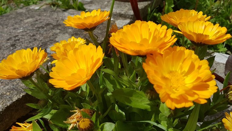 How to Save Calendula Seeds - Unruly Gardening