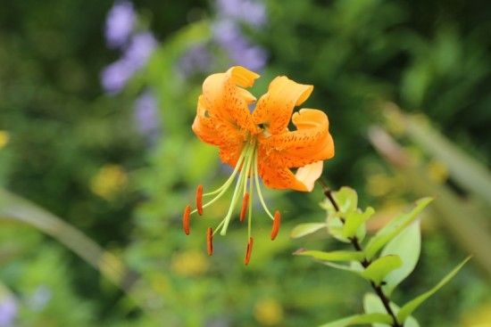 7 Lilium henryi (800x534)