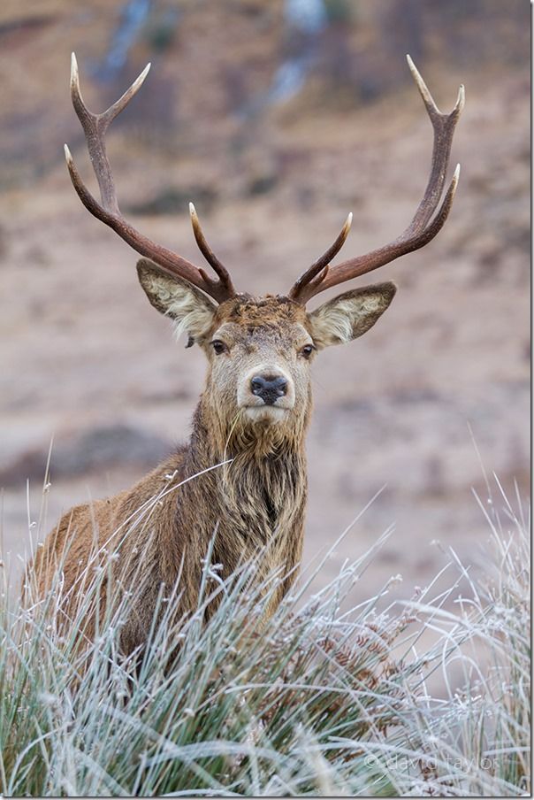 Fully grown Red Deer stag in Glen Etive in the Scottish Highlands, Scotland, Autofocus, Phase detection, AF point selection, Contrast detection, AF-S, One Shot mode, AI Servo, AF-C, predictive focus, Live View