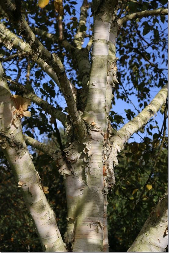 Betula utilis var. jacquemontii 