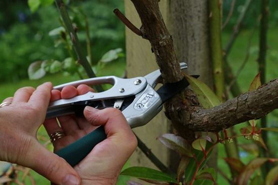 5 B&B Ratchet pruners - old wood