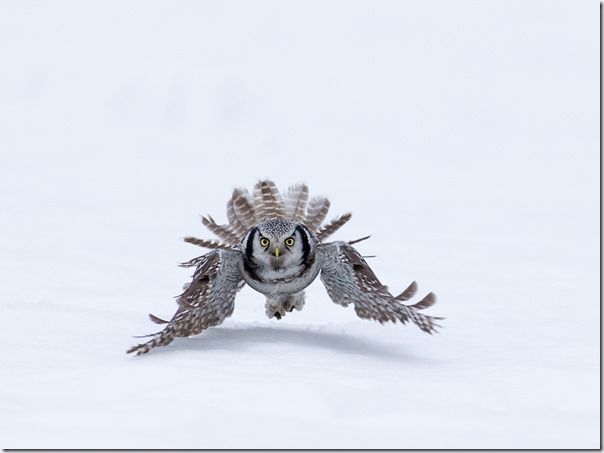 Hawk Owl Surnia ulula with vole Finland March, Autofocus, AF, AF modes, AF point, AF-S, AF-C, Servo, Back button focussing, 