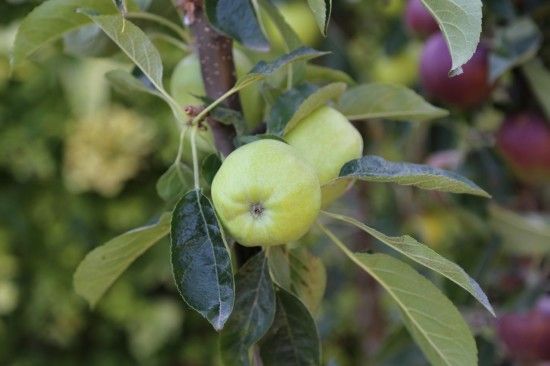 Starline apple Garden Fountain