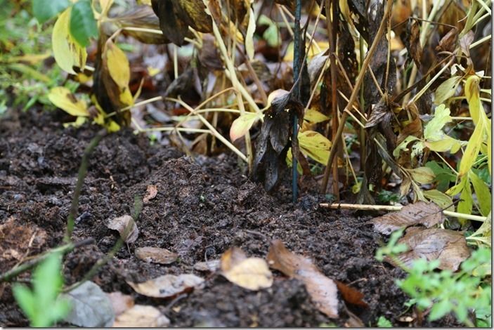 7 Mulching peonies