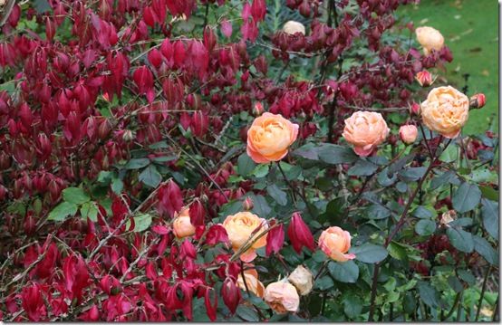 Rosa lady emma Hamilton 