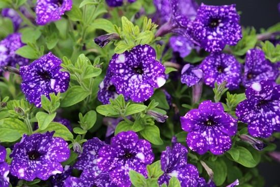 9 Petunia Night Sky