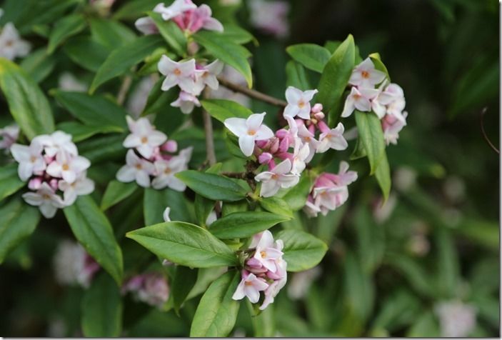 2 Daphne 'Jacqueline Postill'