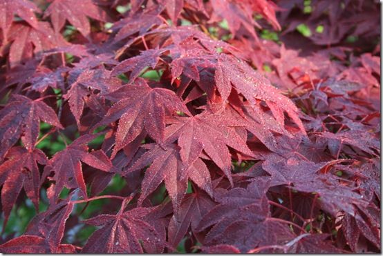 Acer palmatum 'Bloodgood'