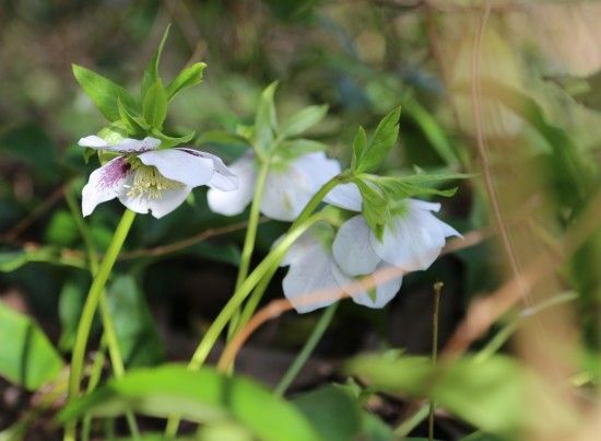 Helleborus x hybridus