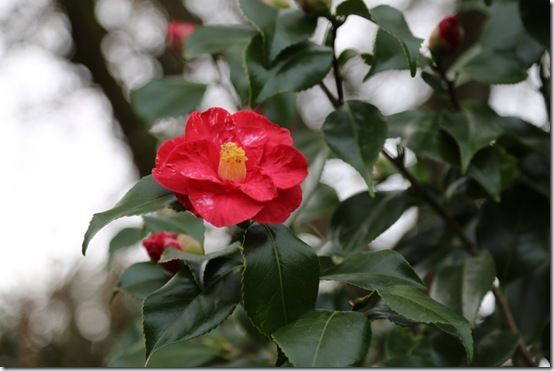 Camellia japonica 'Adolph Audusson'