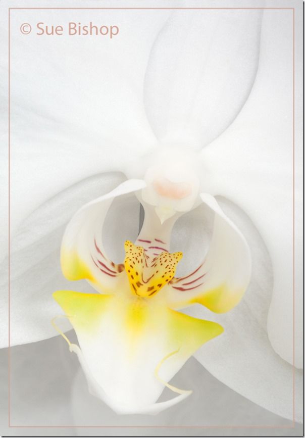 white orchid, Flower Photography, Flower Photography Tips, Flower Photography Course, focus stacking, Depth of Field, shallow depth of field, DOF, 