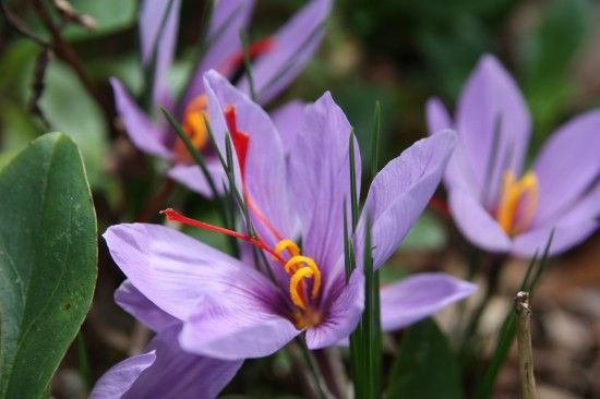 2 Saffron crocus