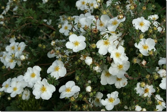 7 Potentilla 'Abotswood White' (1024x683)