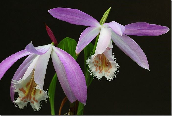 2 Pleione formosana