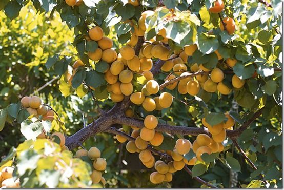 moorpark-apricot-tree, Fruit Tree Specification & Rootstocks Guide