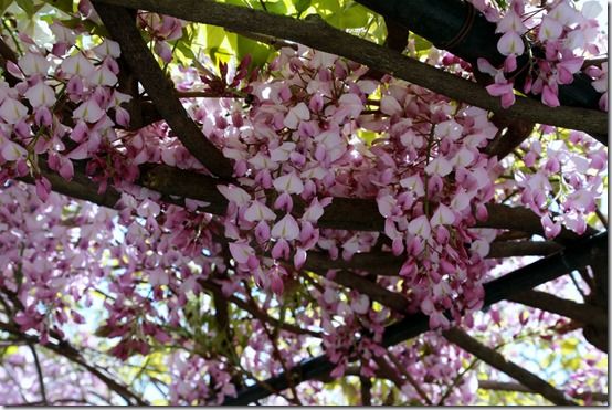 7 Pink wisteria