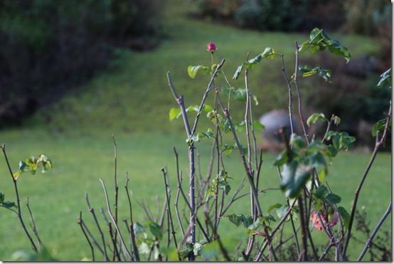 4Ready to prune shrub roses