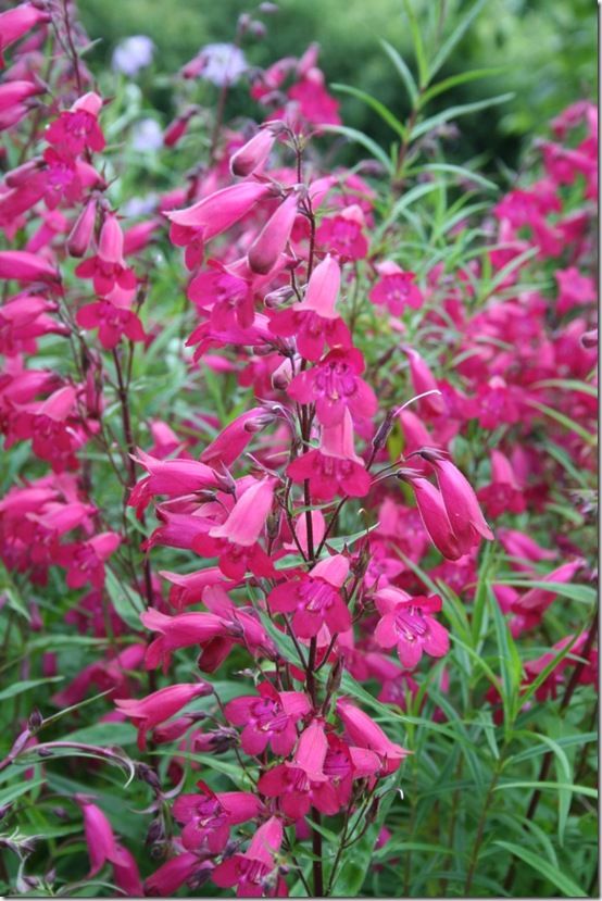 Penstemon 'andenken an Friedrich Hahn'