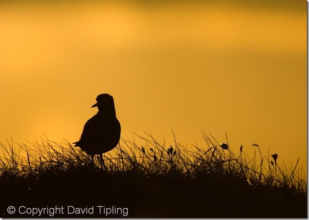 Golden Plover Pluvialis apricaria Shetland spring