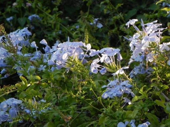 9 Plumbago capensis (800x600)