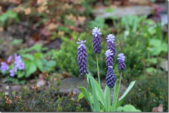 Muscari latifolium