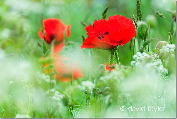 Field of poppies and cow parsley near Bambrugh, Northumberland, England, Restricting depth of field, depth of field, DOF, small depth of field, free monthly photography competition, Online Photography Courses, focusing