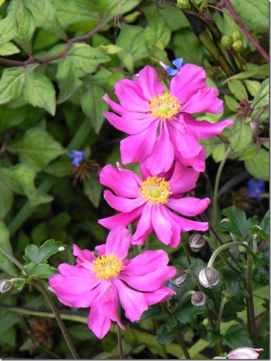 Anemone x hybrida Serenade ~ a Garden Tested Hardy Perennial Plant ~ Pink Japanese Anemone