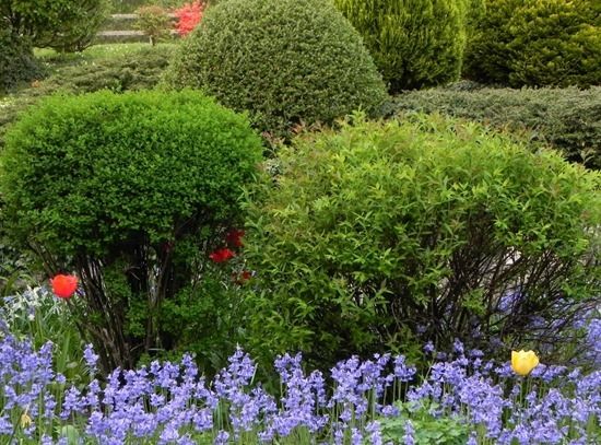 3 Trimmed shrubs (1024x757)