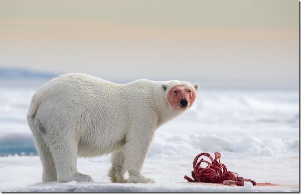 Polar bear - Joshua Holko