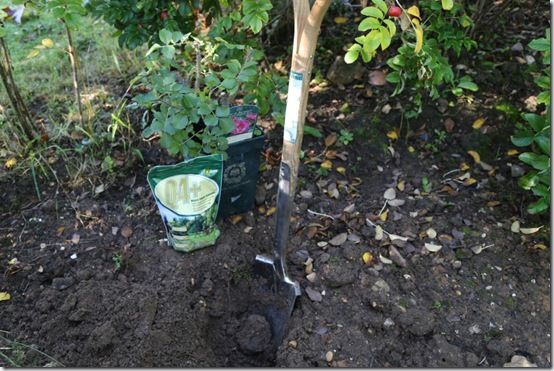 pic. 3 Burgon and Ball Transplanting spade 