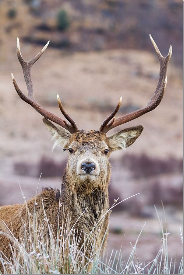 Fully grown Red Deer stag in Glen Etive in the Scottish Highlands, Scotland, Keeping your camera Steady, Camera shake, Fast shutter speed, 