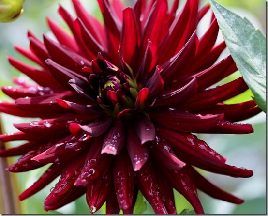 11. Dahlia 'Chat Noir' 