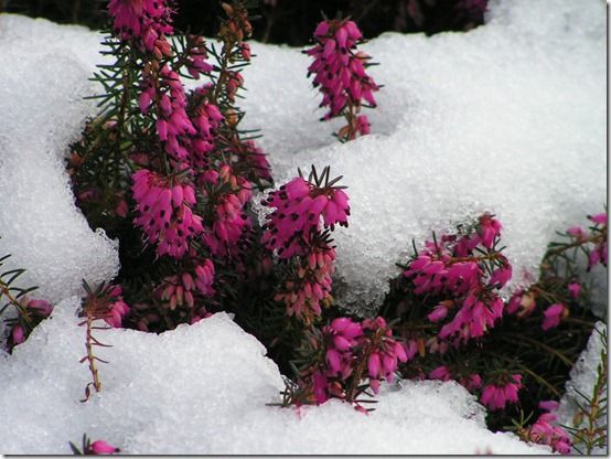 Erica carnea Myretoun Ruby PICT0009