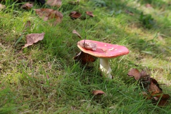 Fly Agaric