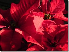 Red poinsettia 3