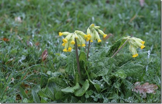 Primula veris