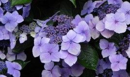 Hydrangea 'Blue Wave'
